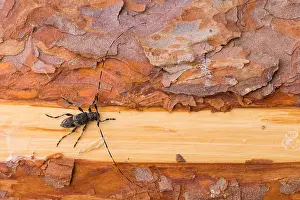 Russian Nature Photography Prints: Macro image of an insect
