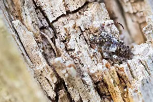 Macro Insect Images Prints: Macro image of an insect