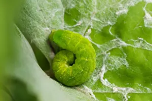 Macro Print of Phlogophora meticulosa Caterpillar