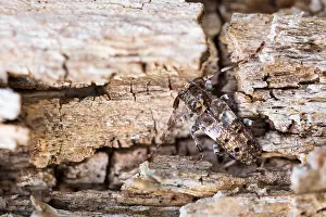 Macro Insect Images Prints: Macro image of an insect