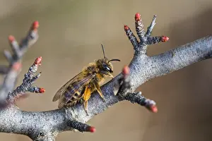 Macro Insect Images Prints: Macro image of an insect