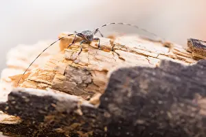 Russian Nature Photography Prints: Macro image of an insect