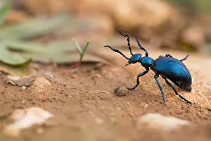 Macro Insect Images Prints: Macro image of an insect