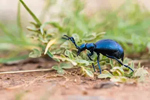 Macro Insect Images Prints: Macro image of an insect
