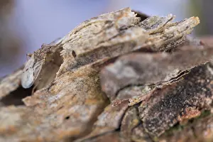 Macro Insect Images Prints: Macro image of an insect