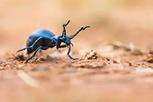 Macro Insect Images Prints: Macro image of an insect