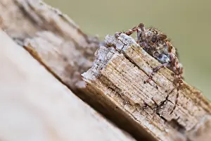 Macro Insect Images Prints: Macro image of an insect