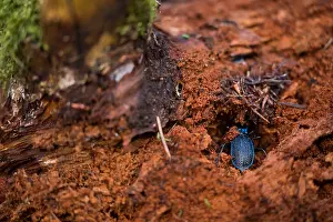 German Wildlife Fauna Images Prints: Macro image of an insect in Germany