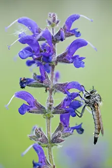 Macro image of an insect in Germany
