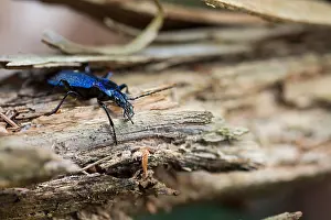 Macro image of an insect in Germany