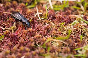 Bavaria Nature Images Prints: Macro image of an insect in Germany