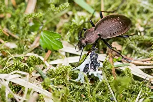 Germany Wildlife Images Prints: Macro image of an insect in Germany