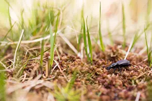 Insect Metamorphosis Process Prints: Macro image of an insect in Germany
