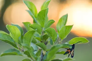 Nature Photography In Germany Prints: Macro image of an insect in Germany