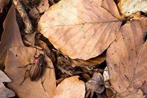 German Flora And Fauna Images Prints: Macro image of an insect in Germany