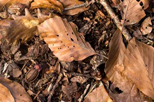 German Flora And Fauna Images Prints: Macro image of an insect in Germany
