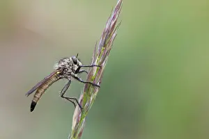 European Flora And Fauna Prints: Macro image of an insect in Germany
