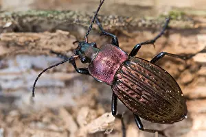 Macro Nature Photography Prints: Macro image of an insect in Germany