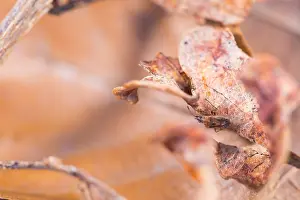 Germany Wildlife Images Prints: Macro image of an insect in Germany