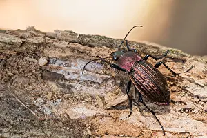 Germany Wildlife Images Prints: Macro image of an insect in Germany