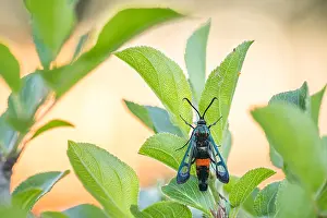 Baden Wurttemberg Flora Prints: Macro image of an insect in Germany
