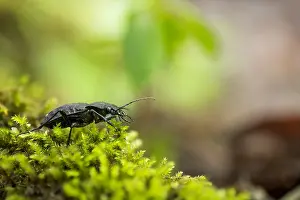 German Flora And Fauna Images Prints: Macro image of an insect in Germany
