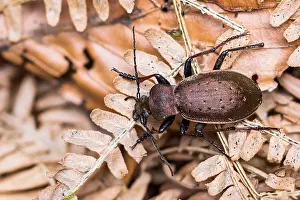 Macro Insect Images Prints: Macro image of an insect in Germany