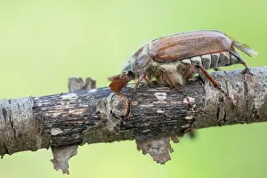 German Fauna And Flora Prints: Macro image of an insect in Germany