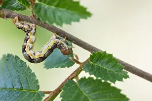 German Flora And Fauna Images Prints: Macro image of an insect in Germany