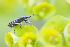 German Flora And Fauna Images Prints: Macro image of an insect in Germany