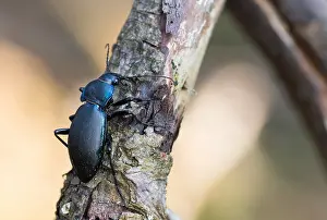 April Prints: Macro Print of Violet Ground Beetle Female