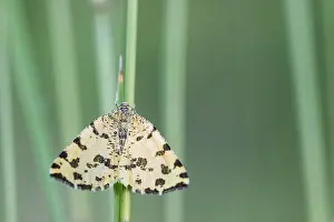 Macro Photography In Europe Prints: Macro image of an insect in Germany
