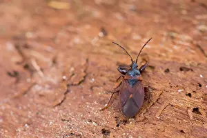 Macro Nature Photography Prints: Macro image of an insect in Germany