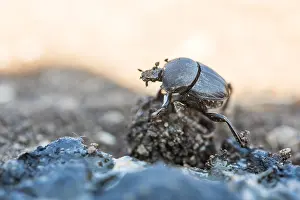 Framed Print : Macro Print of Sisyphus schaefferi Beetle