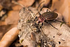 Baden Wurttemberg Nature Reserve Prints: Macro image of an insect in Germany