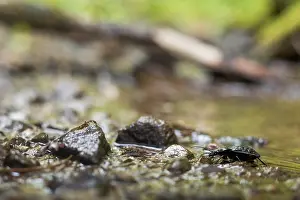 Bavaria Nature Images Prints: Macro image of an insect in Germany