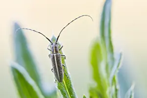 German Flora And Fauna Photos Prints: Macro image of an insect in Germany