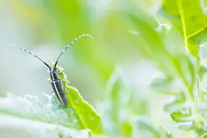 Macro Print of Weißstreifiger Distelbock Beetle
