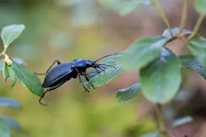 April Prints: Macro Print of Female Violet Ground Beetle Carabus violaceus