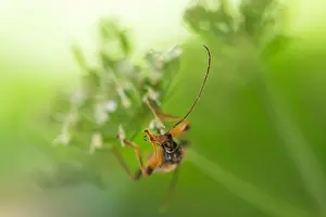 Germany Wildlife Images Prints: Macro image of an insect in Germany