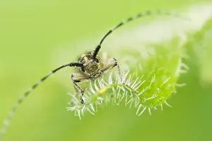 Baden Wurttemberg Nature Images Prints: Macro image of an insect in Germany