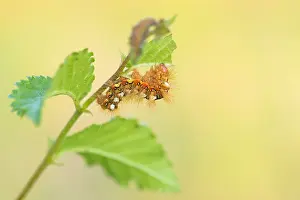 European Moth Species Prints: Macro image of an insect in Germany