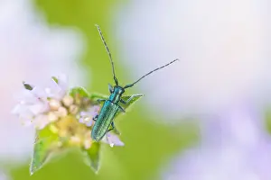 Macro Print of Agapanthia intermedia Beetle