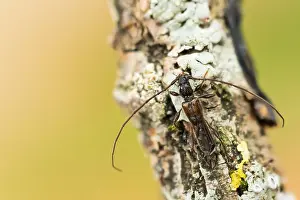 European Flora And Fauna Prints: Macro image of an insect in Germany