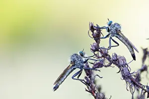 Baden Wurttemberg Nature Images Prints: Macro image of an insect in Germany