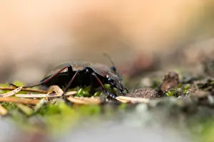 Nature Images Germany Prints: Macro image of an insect in Germany