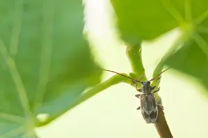 Germany Wildlife Images Prints: Macro image of an insect in Germany