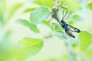 Germany Fauna Images Prints: Macro image of an insect in Germany