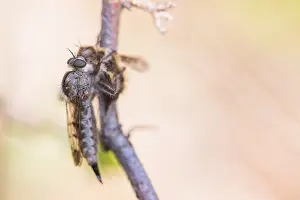 Baden Wurttemberg Wildlife Prints: Macro image of an insect in Germany
