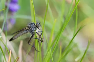 German Flora And Fauna Images Prints: Macro image of an insect in Germany
